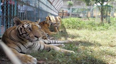  Cẩn trọng khi gây nuôi động vật hoang dã 