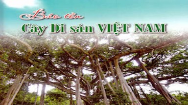  Bộ trưởng Tài nguyên & Môi trường đánh giá cao hoạt động Bảo tồn Cây Di sản