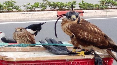 Tin môi trường:Liên tiếp giải cứu thành công nhiều cá thể động vật hoang dã