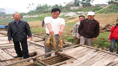  Thanh Hóa: Cá ké nuôi lồng chết hàng loạt