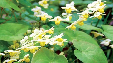  Dâm dương hoắc: dê thích, người ham