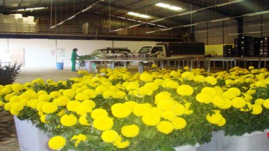 Tinh gọn khu nông nghiệp công nghệ cao