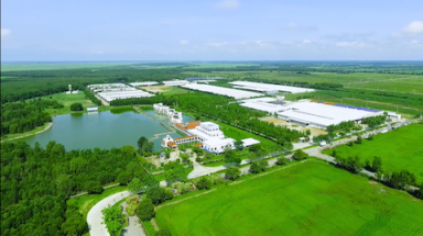  Bò sữa ở Resort của Vinamilk cũng “ăn Tết”
