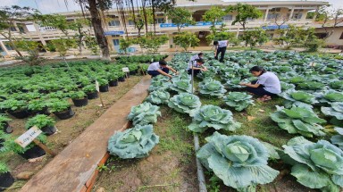  Độc đáo ngôi trường thầy trò trồng đầy bắp cải, rau, hoa
