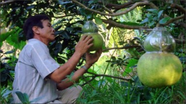     700.000 đồng một quả bưởi