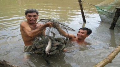     Cá tra xuống dốc, cá lóc lên đời