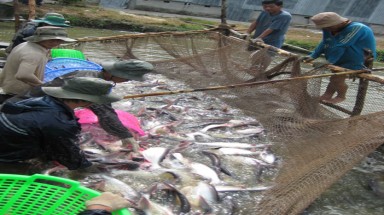   38.218 tỉ đồng để nuôi cá tra đi đâu ?