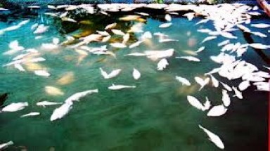  Sập cầu, cá chết trắng sông