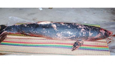     Cá Ông chết do “tận thế” là tin đồn thất thiệt