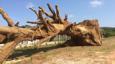  Cây cổ thụ có dễ trồng?