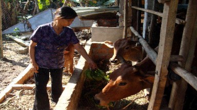  Nông dân điêu đứng vì tin đồn “ăn chuối bị ung thư”