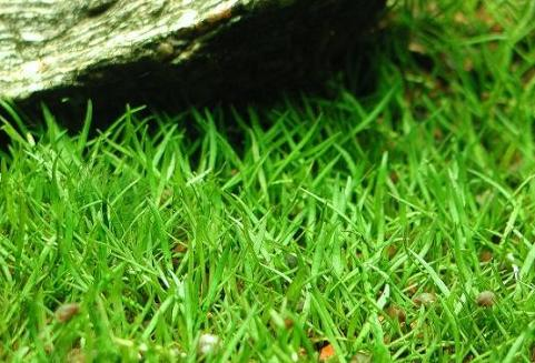    Những thảo mộc nào có thể chữa được ung thư?