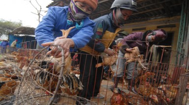 8 triệu gà thải Trung Quốc vào Việt Nam