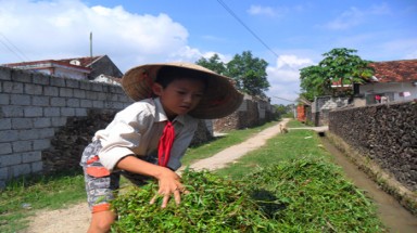  Cậu học trò nghèo nuôi ước mơ từ những gánh cỏ