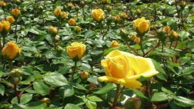  Nông dân thu tiền tỷ từ trồng hoa hồng 