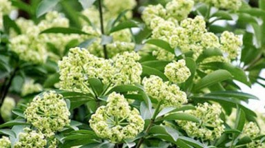  Đừng trách hoa sữa quá "nồng nàn"