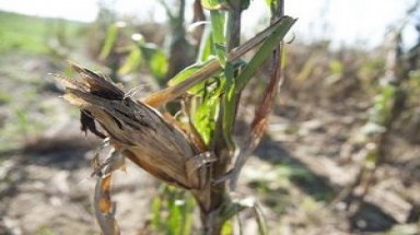    Việt Nam cần giải pháp đồng bộ ứng phó biến đổi khí hậu