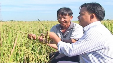  Sản xuất lúa lai ở Xuân Tiến, Đồng Nai