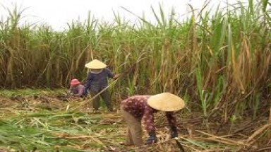 Mô hình trồng mía bằng cách bón bã bùn sấy khô 