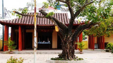   Miếu Trịnh Phong và chiếc đầu lâu "bí ẩn" trên cây dầu đôi