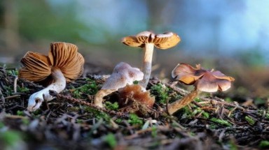  Tìm thuốc chữa bệnh từ hoạt chất của các loài nấm