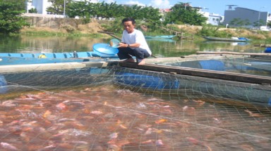    Đà Nẵng: Cấm nuôi cá trên sông, dân hoang mang