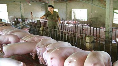  Hà Nội phát triển chăn nuôi đi liền với giải quyết ô nhiễm 