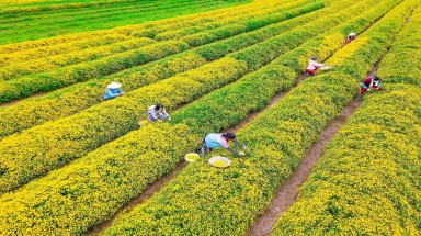 Cánh đồng cúc chi nở rộ ở Hưng Yên