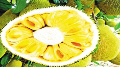    Qủa mít giúp phòng ung thư