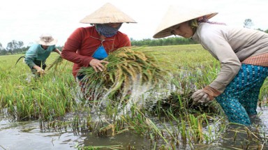 Phụ nữ ứng phó với biến đổi khí hậu 