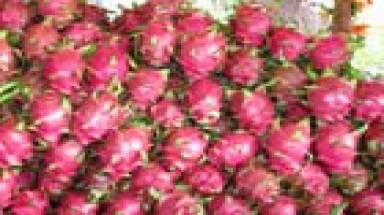  Phó chủ tịch Hiệp hội Thanh long 'chỉ đạo' làm giá nông dân