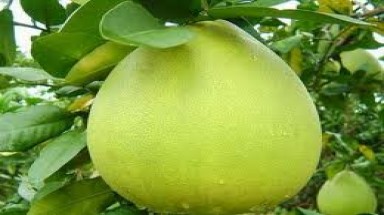  Công nghệ bảo quản bưởi đã được ứng dụng thành công