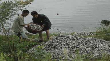 Doanh nghiệp xả thải, tôm cá chết trắng