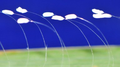  Những sinh vật gây "sóng gió" ở Việt Nam 2012