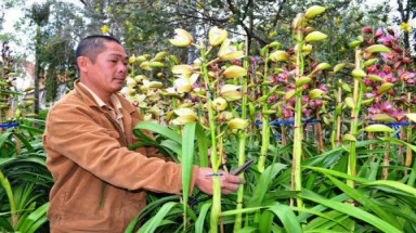 Hoa Tết Đà Lạt cũng ”ngán” hoa Trung Quốc