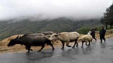  Lào Cai: sơ tán hàng ngàn con trâu xuống núi tránh rét