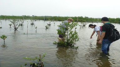  Trồng rừng trên diện tích nuôi tôm: mô hình ứng phó BĐKH đạt  hiệu quả cao 