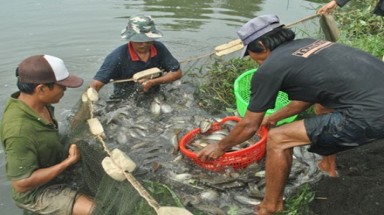  Mùa đìa ở U Minh Hạ