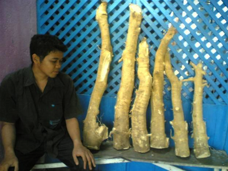  “Cây thần dược” có thể chữa được nhiều loại bệnh