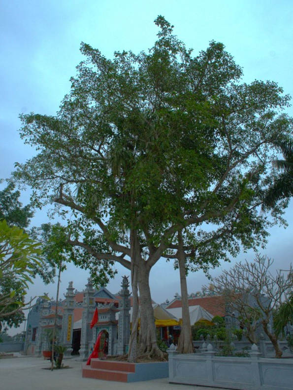 Cây[-]Đa[-]Tía[-]trên[-]120[-]tuổi[-]được[-]công[-]nhận[-]Cây[-]Di[-]sản[-]Việt[-]Nam[-]ở[-]Nam[-]Định