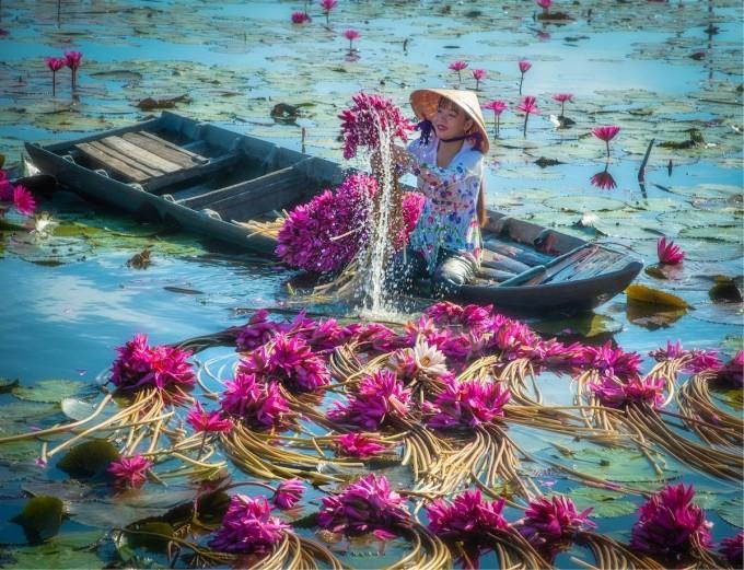 Thu[-]hoạch[-]hoa[-]súng[-]trong[-]mùa[-]nước[-]lũ[-]Tây[-]Nam[-]bộ[-]đẹp[-]nên[-]thơ[-]qua[-]ống[-]kính[-]nhiếp[-]ảnh[-]gia[-]Việt