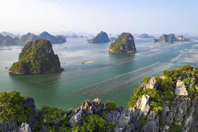 Quảng[-]Ninh:[-]"Ế"[-]520[-]tấn[-]cá[-]song,[-]6.000[-]tấn[-]hàu[-]tại[-]vựa[-]hải[-]sản[-]Vân[-]Đồn