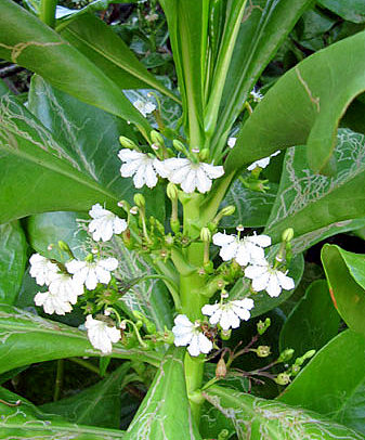 Cây[-]Hếp[-](Bão[-]táp)[-]-[-]cây[-]làm[-]thuốc[-]ở[-]Trường[-]Sa