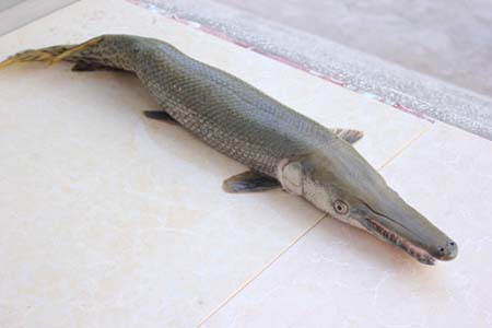 Sự[-]thật[-]về[-]cá[-]“mình[-]chuối[-]đầu[-]sấu”