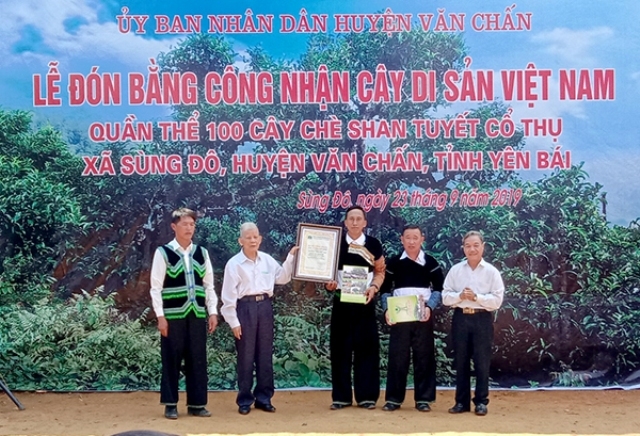 Công[-]nhận[-]Cây[-]di[-]sản[-]đối[-]với[-]quần[-]thể[-]chè[-]shan[-]tuyết[-]cổ[-]thụ[-]Giàng[-]Pằng