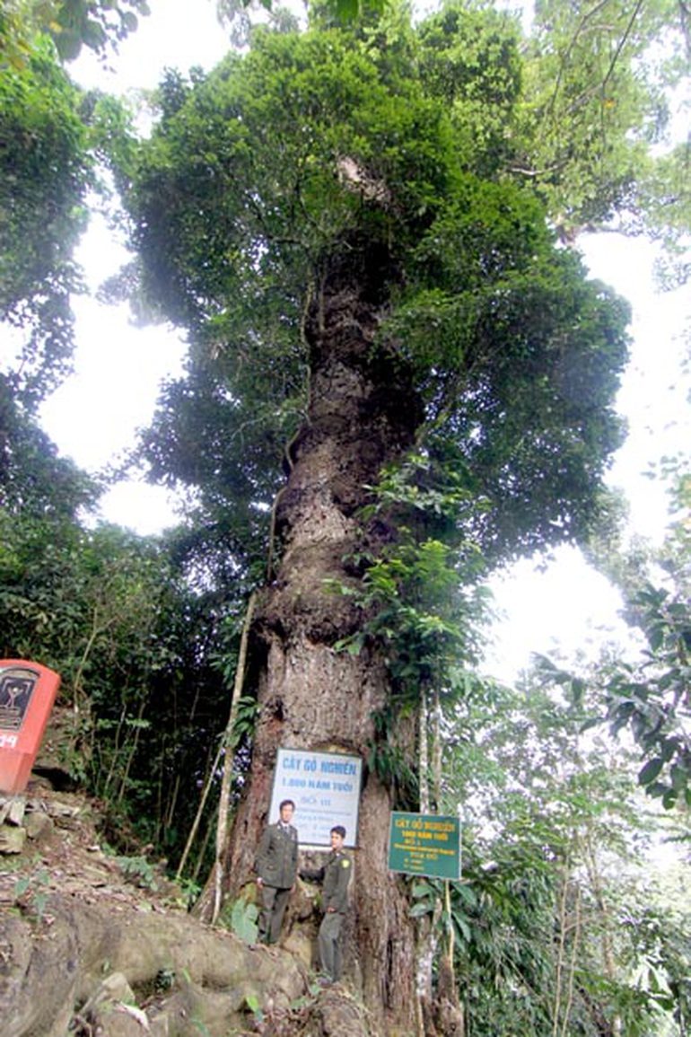 Lào[-]Cai[-]đầu[-]tư[-]tiền[-]tỷ[-]bảo[-]vệ[-]rừng[-]gỗ[-]nghiến[-]1.000[-]năm[-]tuổi
