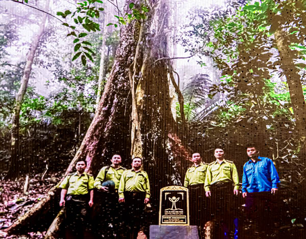 Ba[-]“tượng[-]đài[-]xanh”[-]trong[-]Khu[-]bảo[-]tồn[-]thiên[-]nhiên[-]Pù[-]Luông[-](Thanh[-]Hoá)[-]được[-]vinh[-]danh[-]Cây[-]Di[-]sản[-]Việt[-]Nam