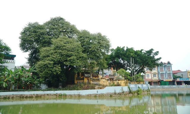 Cây[-]thị[-]thiêng[-]nghìn[-]năm[-]tuổi[-]ở[-]Hà[-]Nội