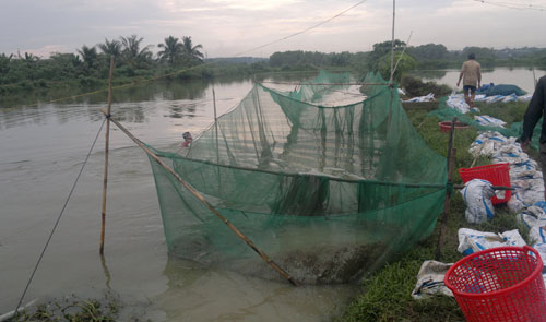 Thủy[-]điện[-]xả[-]lũ,[-]dân[-]mất[-]trắng[-]hàng[-]trăm[-]tấn[-]thủy[-]sản