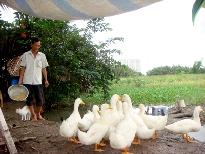 Tư[-]Râu[-]và[-]đàn[-]vịt[-]giữa[-]đồng[-]hoang